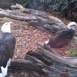 Checking out the aviary.