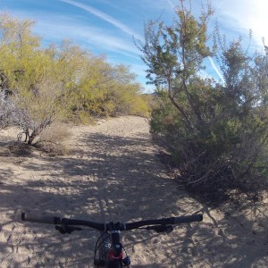 Joshua tree Indian cove