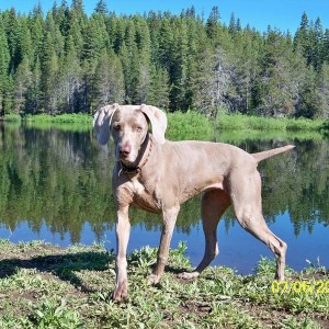 Sasha the Weimaraner