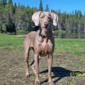 Sasha the Weimaraner