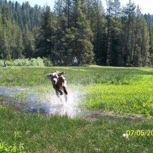 Sasha the Weimaraner
