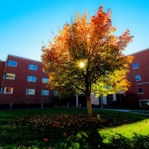 OrtnerTree