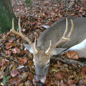 Deer
