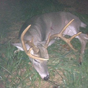Deer_2