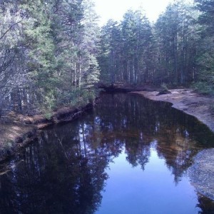 For Oz... Cedar forest/swamps