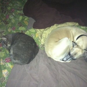 Shadow and Cat sharing the bed!