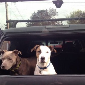 Loading the dogs up