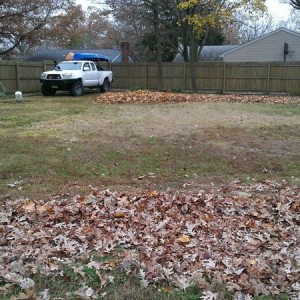I H8 leaves