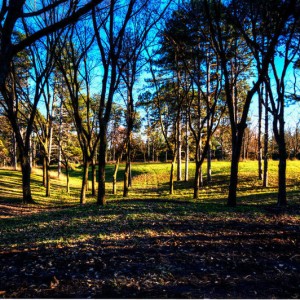 PioneersTrees