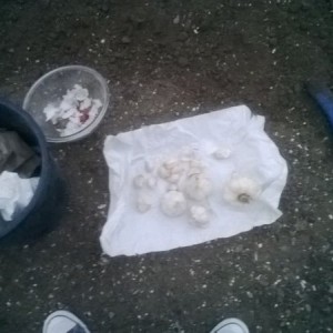 And so begins the 2013-14 garlic season! About two weeks behind schedule bu