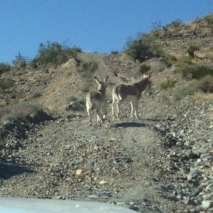 burros on powerline road