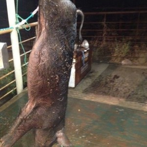 Pig