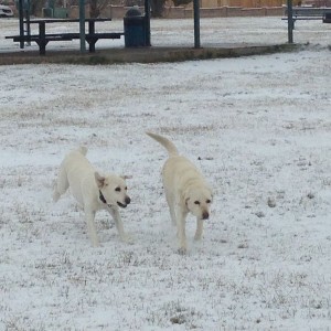 10 year old labs act like pups in the snow