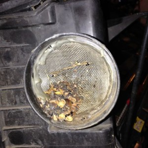 Airbox debris.