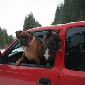 Dogs in Red Tacoma