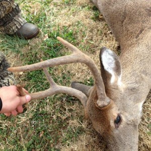 Velvet buck in November!!! Well actually it was a doe with horns. Crazy rig