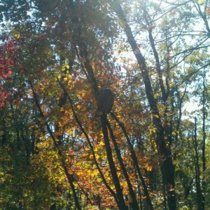 Big ass bee hive in a tree