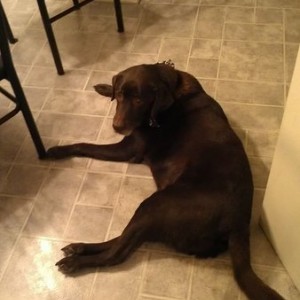 Miss my lab.