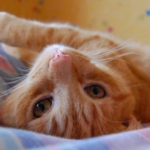 ginger-cat_21336317