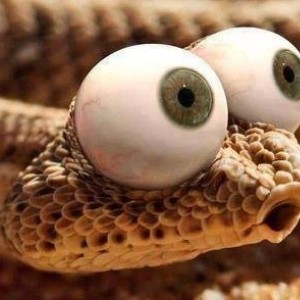 Snakebigeyes