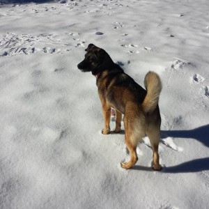 9 month Akita / Lab mix in the snow.