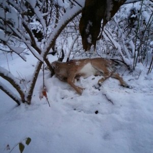 BDD. Big Doe Down.