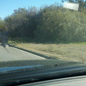 What an a-hole this Heron is, he was 20 yards from a crosswalk!