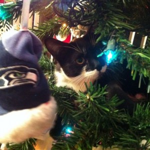 So one of the kittens really likes the tree