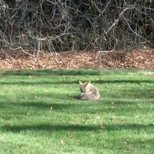 Coyote behind office