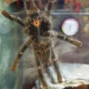 For some all you the love 8 legged insects...