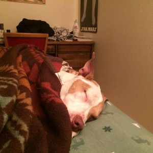 The pitbull gets tucked in first