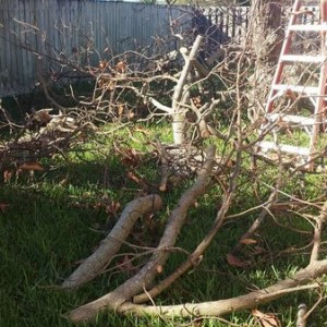 cut down avocado tree