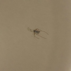 Bug smashed into a paper plate. Quality control missed this one.
