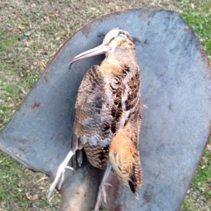 Found this guy dead on the my side porch today.