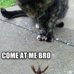 cat_saturday_31_photos26
