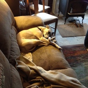 Comfy?