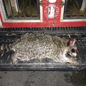 Big coon