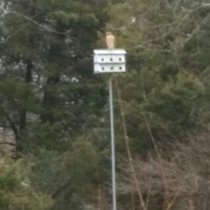 I don't foresee any little birds flying in or out of that bird house a