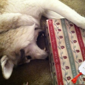 Doge want picture