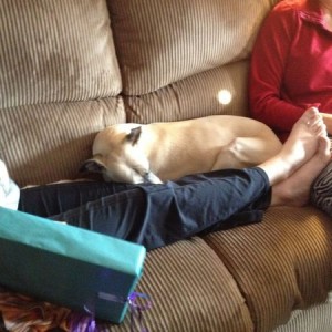 Shadow, (the Wippet), is not as enthused about Christmas as the rest of us!