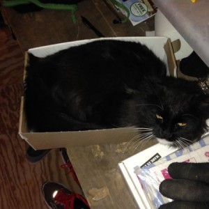 What is it with cats and boxes?