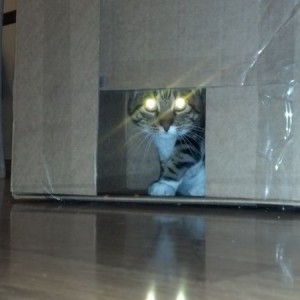 Kitty in the box.