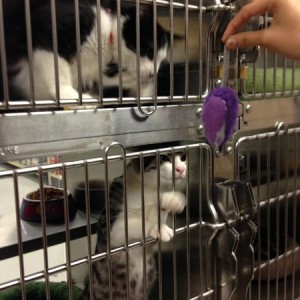 Here's a cat in a cage? :notsure: