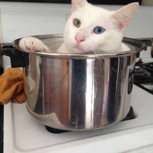 Cat in a pot? (Long story, cat is fine)