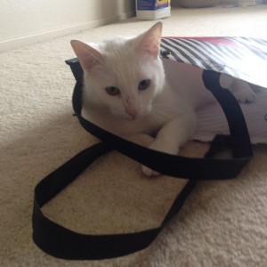 Cat in a bag?