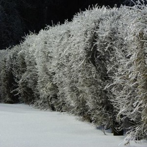 ice_5