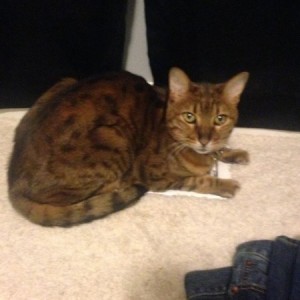 My cat is taking all my heat!