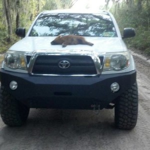 Road Kill