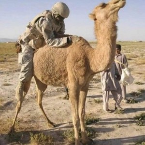 humpday-camel-used-det