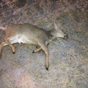 Doe: 0